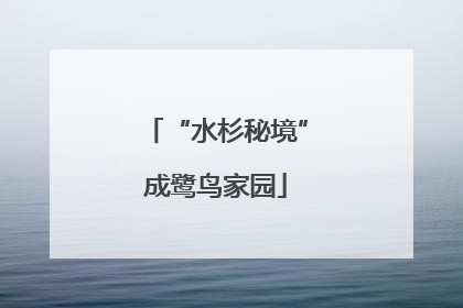 “水杉秘境”成鹭鸟家园
