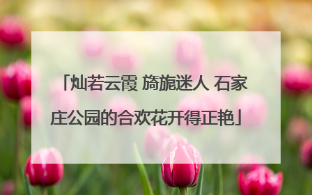 灿若云霞 旖旎迷人 石家庄公园的合欢花开得正艳