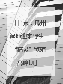 甘肃：瓜州湿地迎来野生“精灵”繁殖高峰期