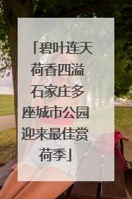 碧叶连天 荷香四溢 石家庄多座城市公园迎来最佳赏荷季