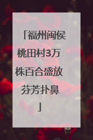 福州闽侯桃田村3万株百合盛放 芬芳扑鼻