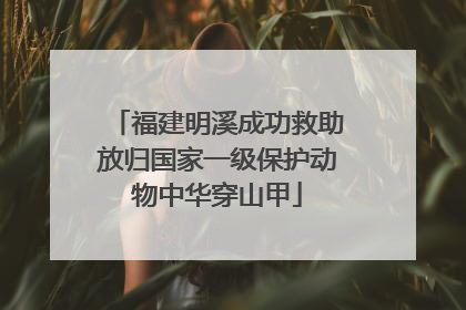 福建明溪成功救助放归国家一级保护动物中华穿山甲