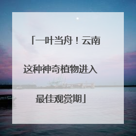 一叶当舟！云南这种神奇植物进入最佳观赏期