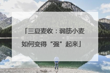 三夏麦收：弱筋小麦如何变得“强”起来