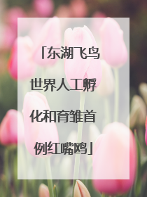 东湖飞鸟世界人工孵化和育雏首例红嘴鸥