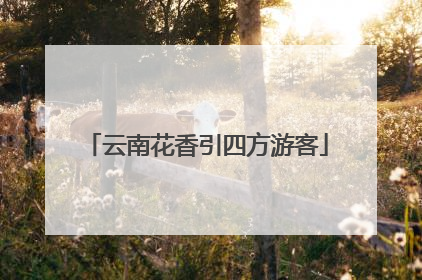 云南花香引四方游客