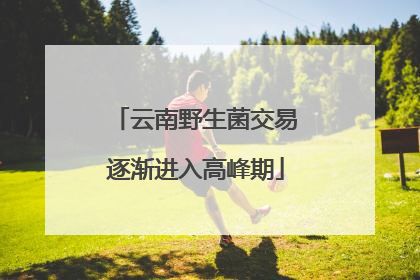 云南野生菌交易逐渐进入高峰期