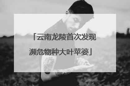 云南龙陵首次发现濒危物种大叶苹婆