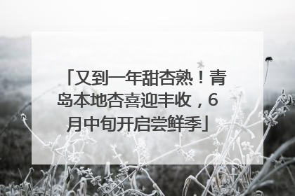 又到一年甜杏熟！青岛本地杏喜迎丰收，6月中旬开启尝鲜季