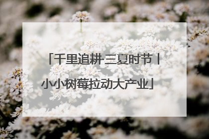 千里追耕·三夏时节丨小小树莓拉动大产业