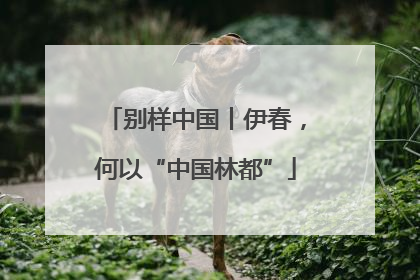 别样中国丨伊春，何以“中国林都”