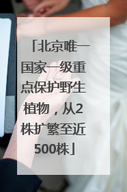 北京唯一国家一级重点保护野生植物，从2株扩繁至近500株
