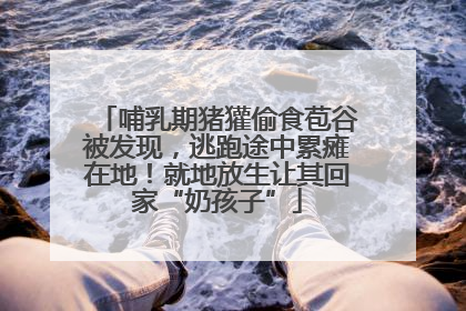 哺乳期猪獾偷食苞谷被发现，逃跑途中累瘫在地！就地放生让其回家“奶孩子”