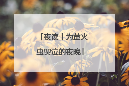 夜读丨为萤火虫哭泣的夜晚