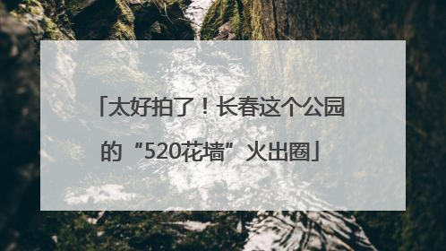 太好拍了！长春这个公园的“520花墙”火出圈