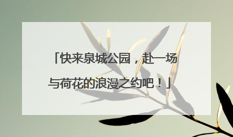 快来泉城公园，赴一场与荷花的浪漫之约吧！