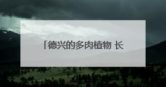 德兴的多肉植物 长在了迪拜的土地上