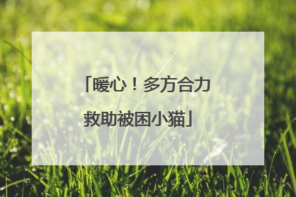 暖心！多方合力救助被困小猫
