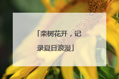 栾树花开，记录夏日浪漫