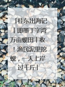 桂东出海记丨即墨丁字湾万亩蚬田丰收！渔民泥里挖蚬，一天上岸过千斤