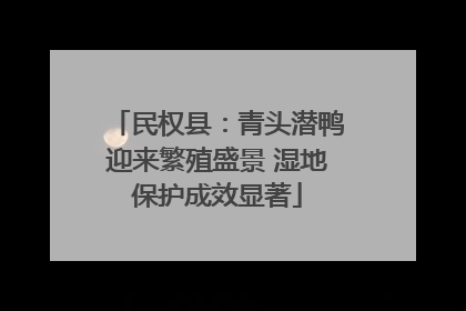 民权县：青头潜鸭迎来繁殖盛景 湿地保护成效显著