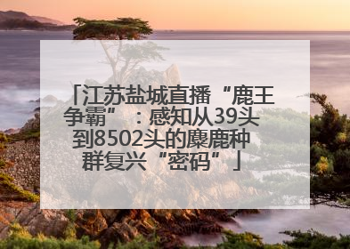 江苏盐城直播“鹿王争霸”：感知从39头到8502头的麋鹿种群复兴“密码”