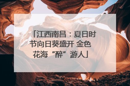 江西南昌：夏日时节向日葵盛开 金色花海“醉”游人
