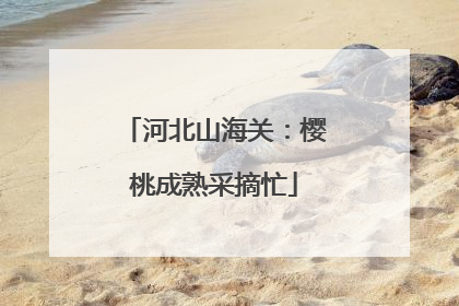 河北山海关：樱桃成熟采摘忙