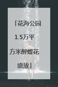 花海公园1.5万平方米醉蝶花盛放
