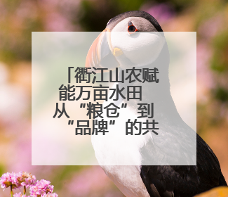 衢江山农赋能万亩水田 从“粮仓”到“品牌”的共富密码