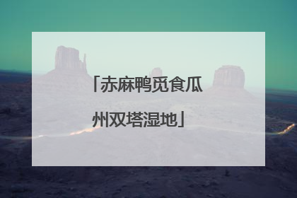 赤麻鸭觅食瓜州双塔湿地