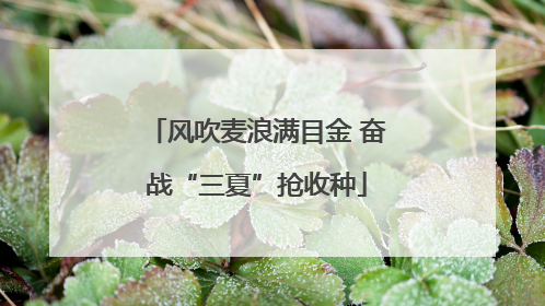 风吹麦浪满目金 奋战“三夏”抢收种