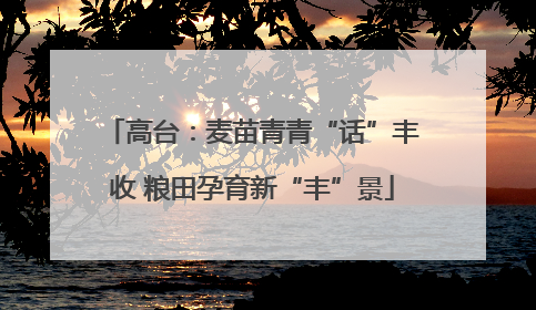 高台：麦苗青青“话”丰收 粮田孕育新“丰”景