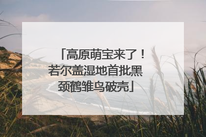 高原萌宝来了！若尔盖湿地首批黑颈鹤雏鸟破壳