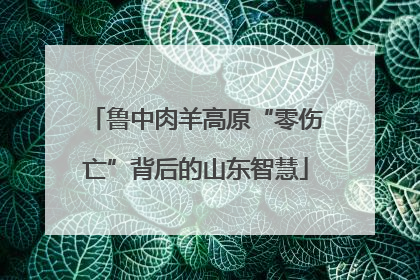 鲁中肉羊高原“零伤亡”背后的山东智慧